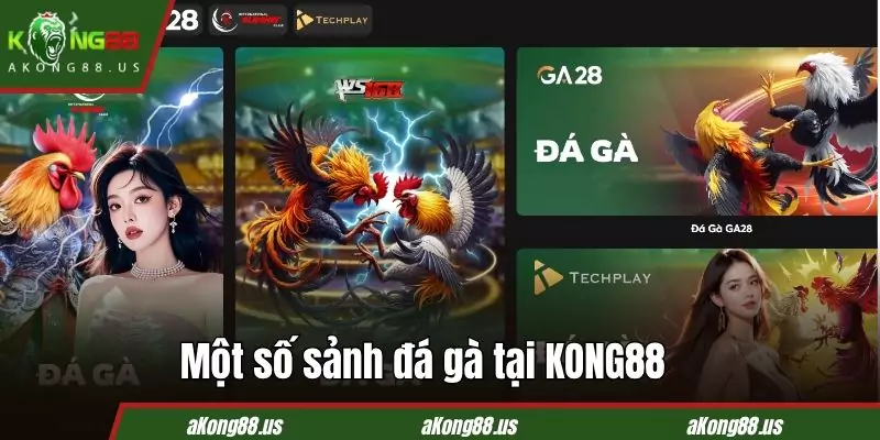 Sảnh đá gà nhà cái hợp tác đều là những cái tên đình đám